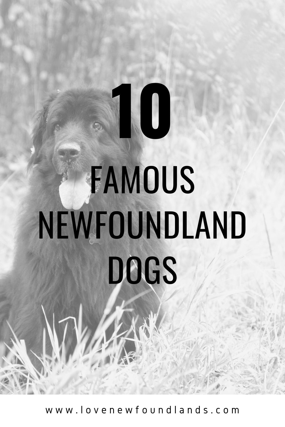 Famous newfies sales