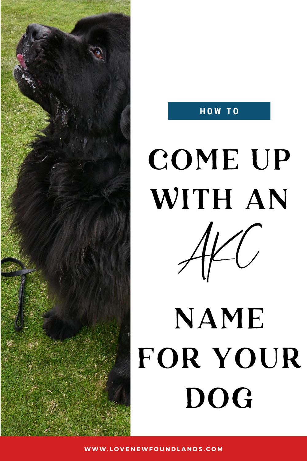 How to get your dog store akc registered