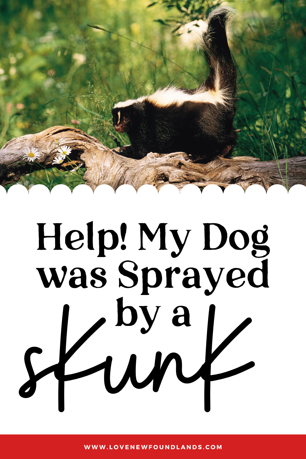 https://lovenewfoundlands.com/what-to-do-when-your-dog-gets-sprayed-by-a-skunk/8-3/