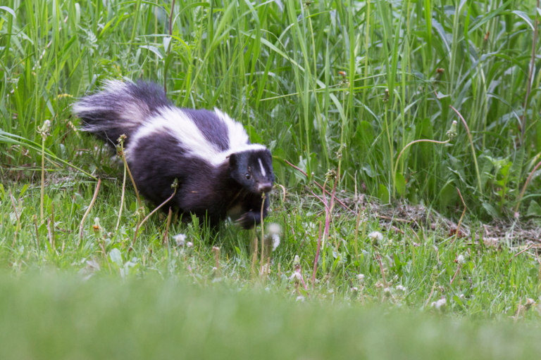 What to do When Your Dog Gets Sprayed by a Skunk