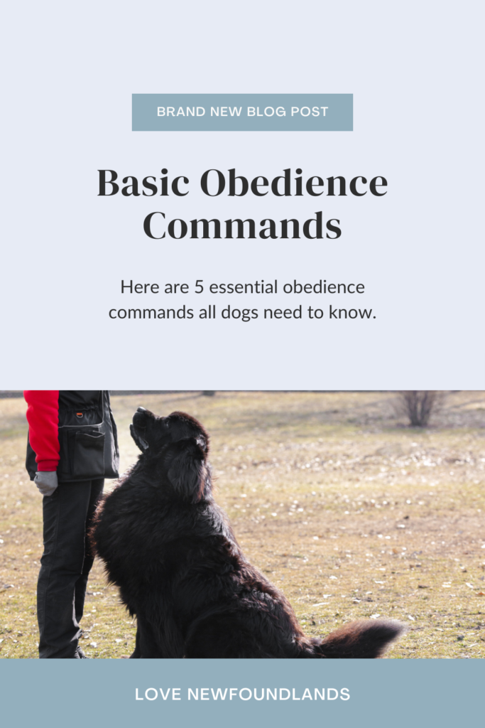 5 Basic Obedience Commands Every Dog Should Know Love Newfoundlands