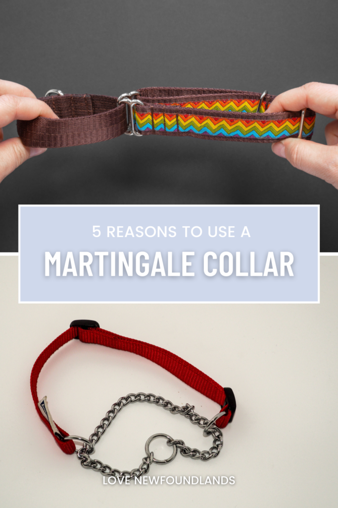 5 Reasons Why a Martingale Collar is a Great Choice for Your Dog Love
