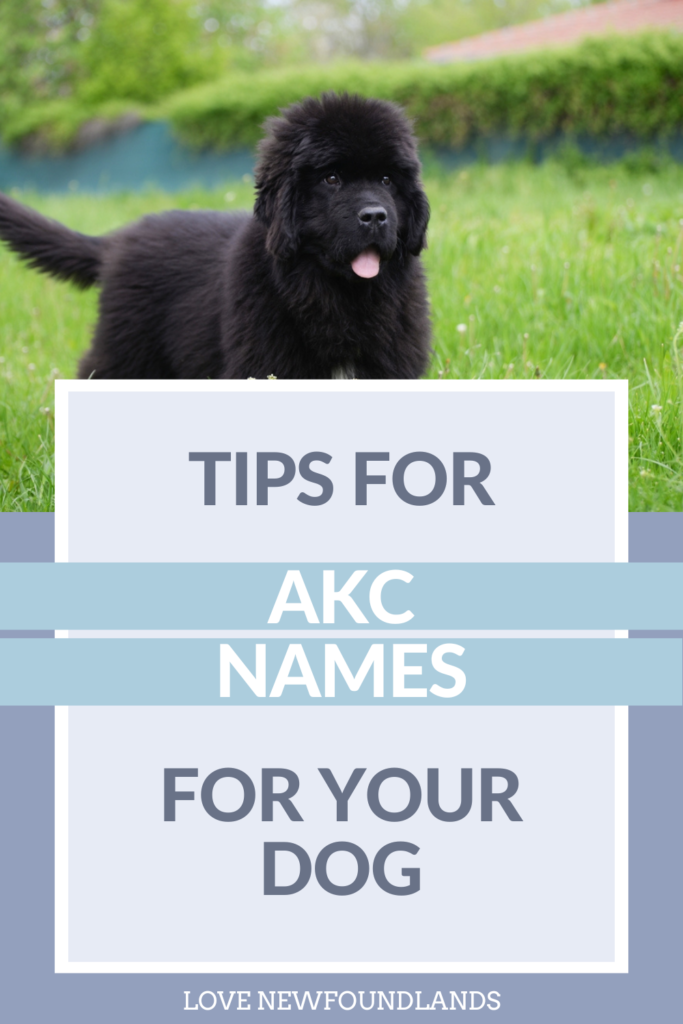 Creative Tips for Naming Your Dog for AKC Registration Love Newfoundlands