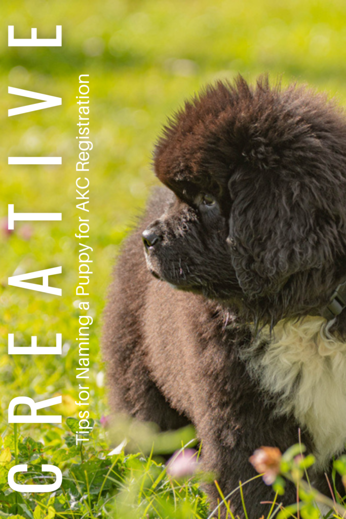 Creative Tips for Naming Your Dog for AKC Registration Love Newfoundlands