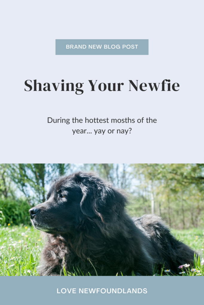 The Truth About Shaving Your Newfoundland Dog in the Summer Love