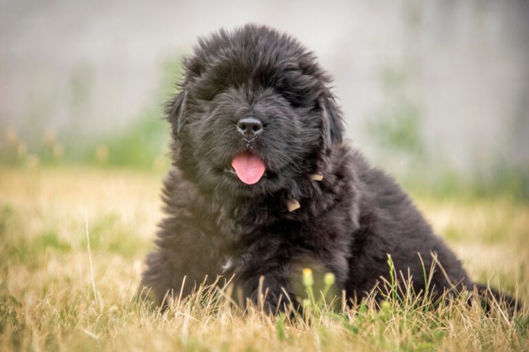 How Much Does a Newfoundland Puppy Cost in 2025