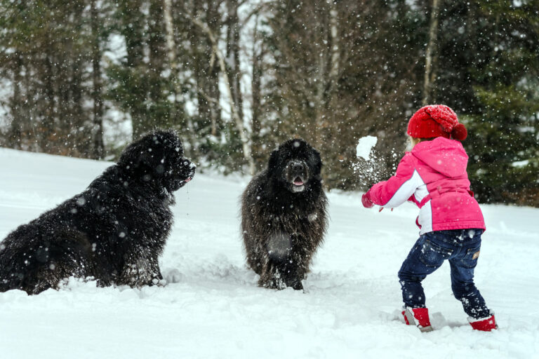 10 Ways to Celebrate National Newfoundland Dog Day