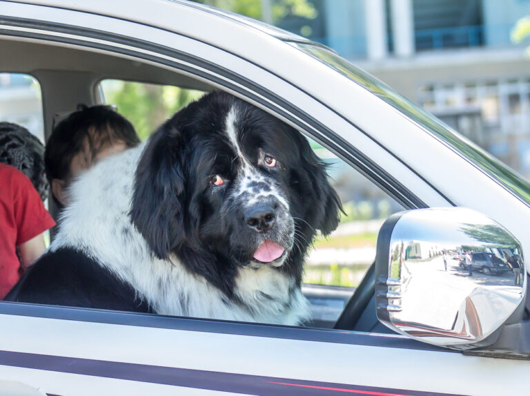 landseer newfoundland dog sitting in the car with window open