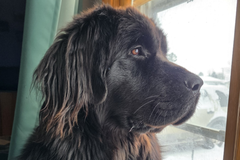 6 New Year’s Resolutions Every Newfoundland Dog Owner Should Make