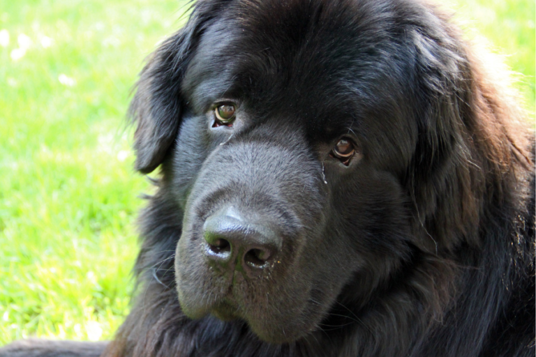 You Can Be an Ethical Breeder Without Belonging to a Breed Club