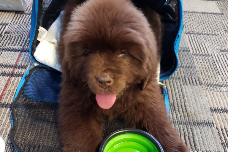 Problems I Have Encountered as an Inflight Pet Nanny