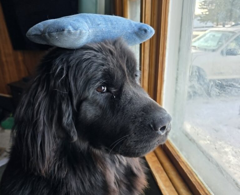 How to Upcycle Old Jeans Into DIY Dog Toys (That Your Newfoundland Will Actually Love)