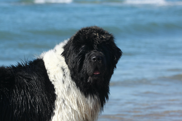 The Uncomfortable Truth About “Adopt, Don’t Shop”