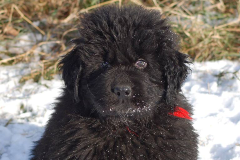 Why People Choose to Purchase Dogs from Breeders